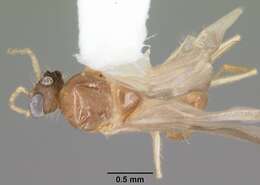 Image of Pheidole navigans