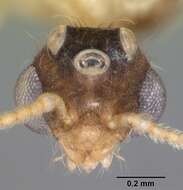 Image of Pheidole navigans