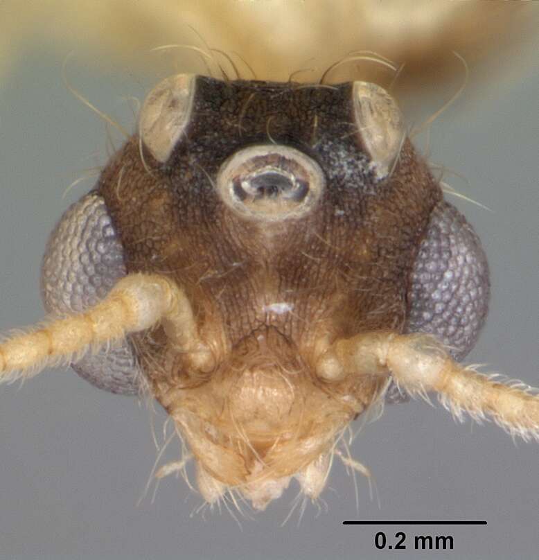 Image of Pheidole navigans