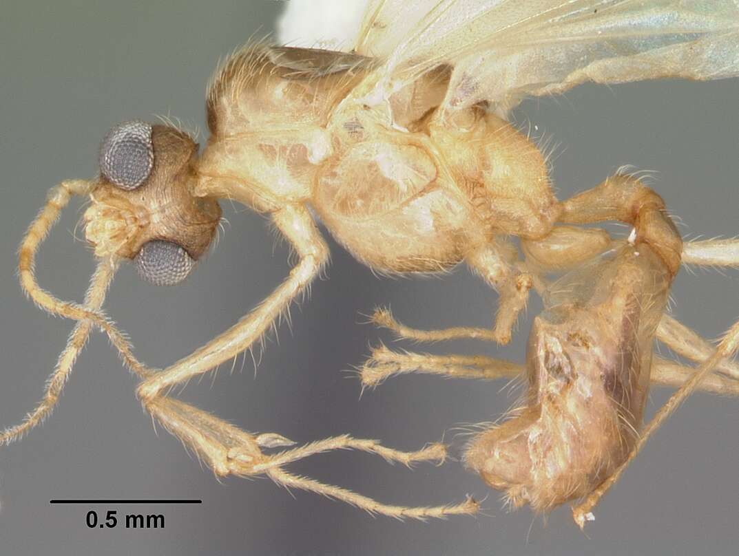 Image of Pheidole navigans