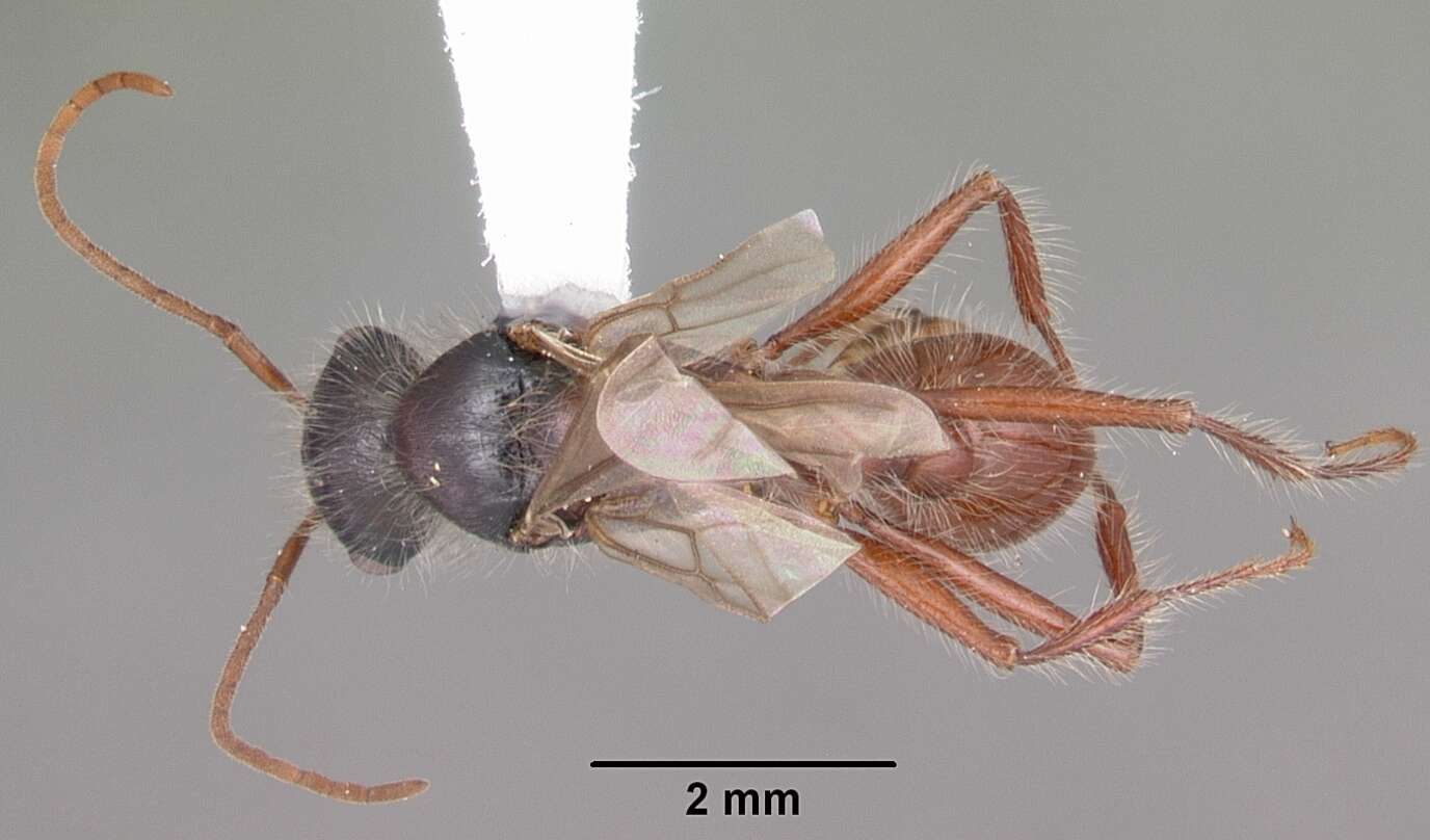 Image of Florida Harvester Ant