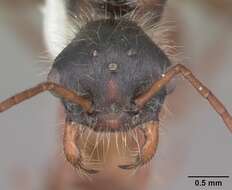 Image of Florida Harvester Ant