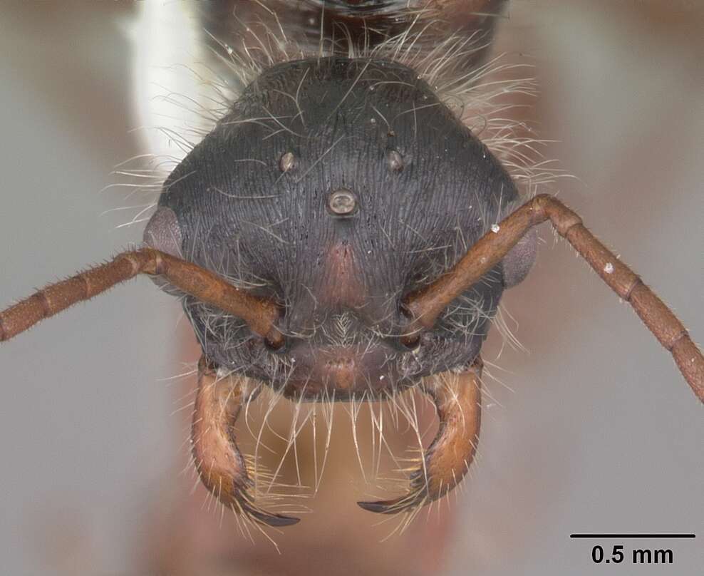 Image of Florida Harvester Ant