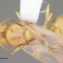 Image of Pheidole tysoni Forel 1901