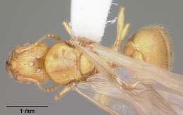 Image de Pheidole tysoni Forel 1901