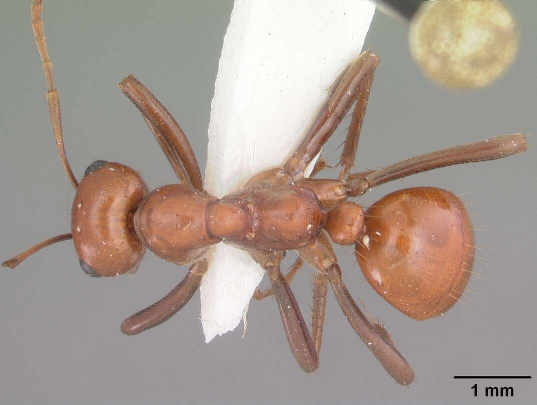 Image of <i>Polyergus oligergus</i>