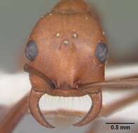 Image of <i>Polyergus oligergus</i>