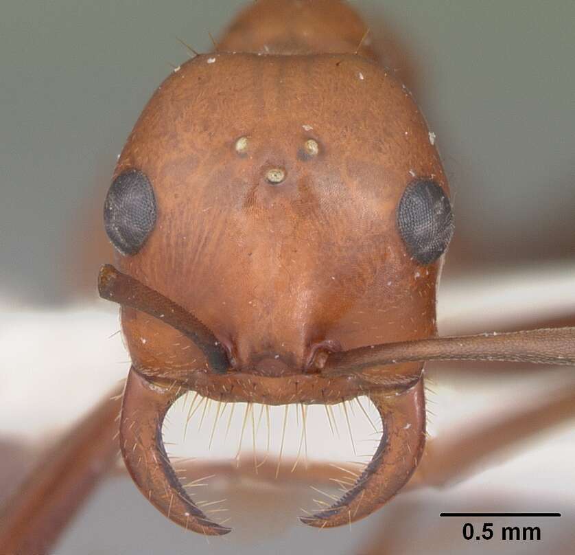 Image of <i>Polyergus oligergus</i>