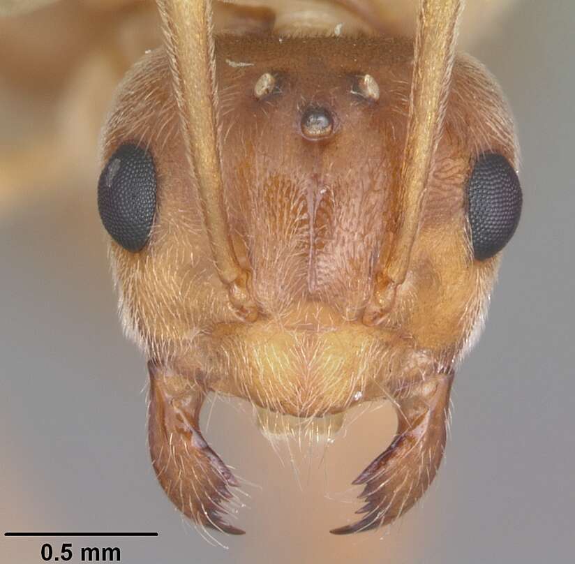 Image of False Honey Ants