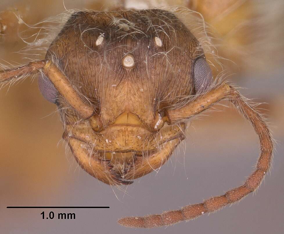 Image of Western Harvester Ant