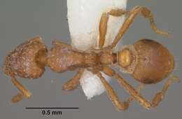 Image of <i>Strumigenys arizonica</i>