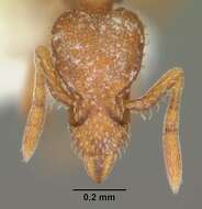 Image of <i>Strumigenys arizonica</i>