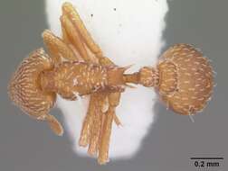 Image of Myrmicinae