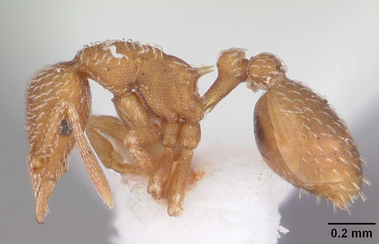 Image of Myrmicinae