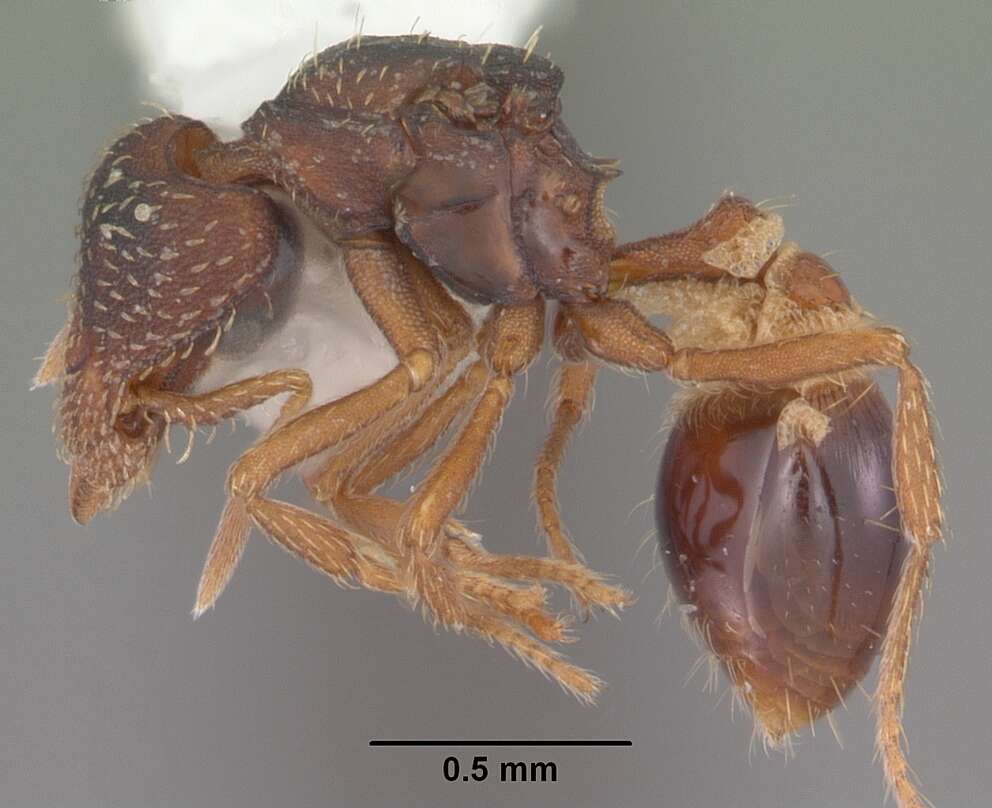 Image of <i>Strumigenys rostrata</i>