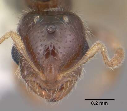 Image of Solenopsis abdita Thompson 1989