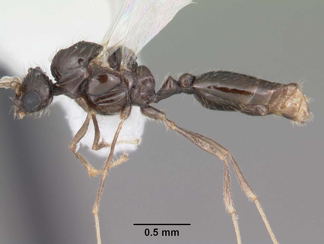 Image of Solenopsis abdita Thompson 1989