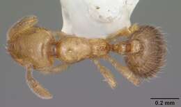 Image of Solenopsis abdita Thompson 1989