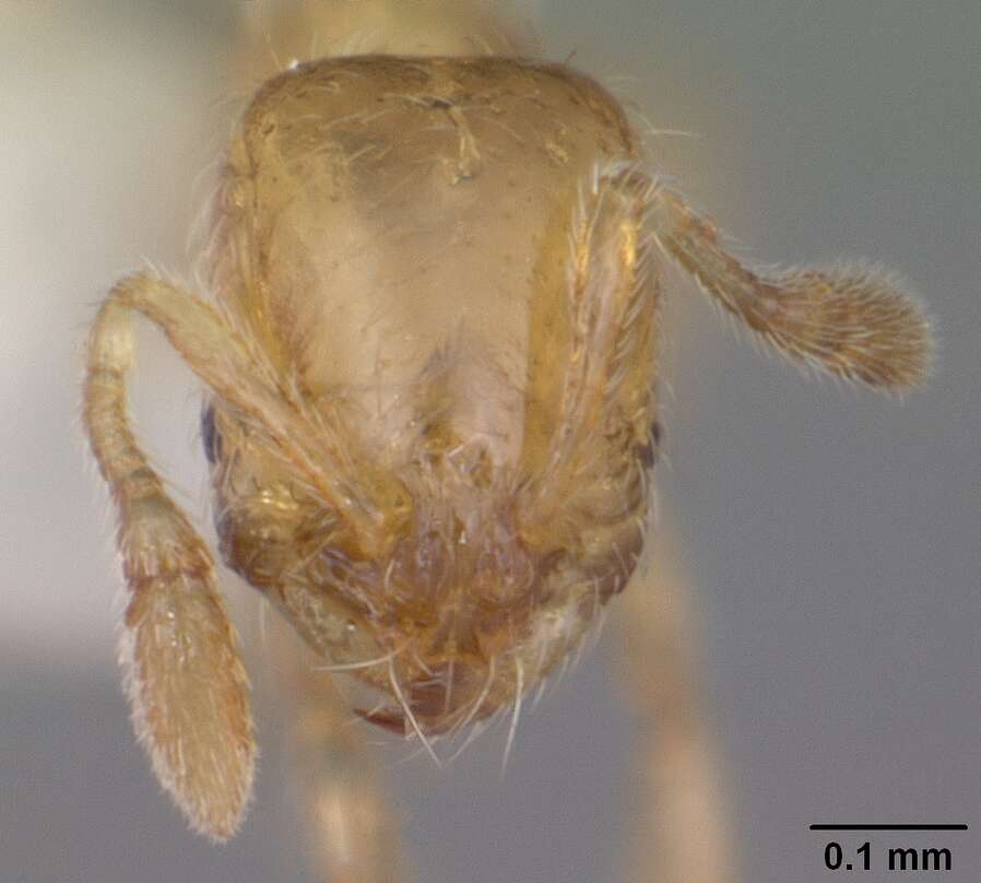 Image of Solenopsis abdita Thompson 1989