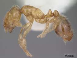 Image of Solenopsis abdita Thompson 1989