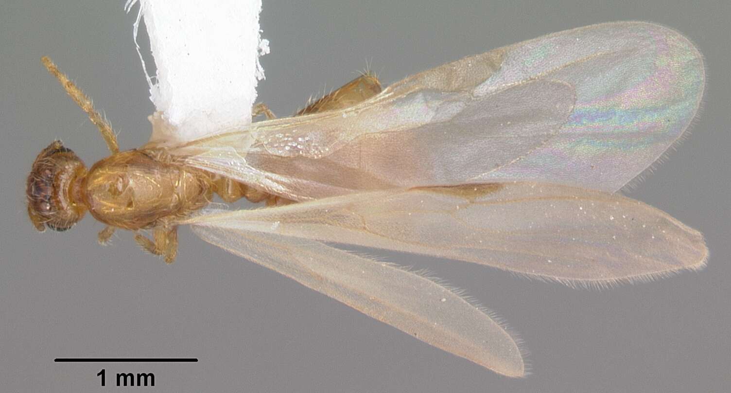 Image of Solenopsis carolinensis Forel 1901