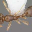 Image of Solenopsis nickersoni Thompson 1982