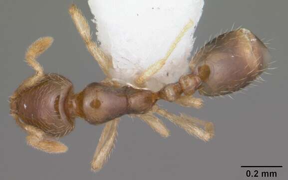 Image of Solenopsis nickersoni Thompson 1982