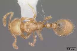 Image of Solenopsis tonsa Thompson 1989