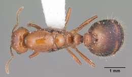 Image of Southern Fire Ant