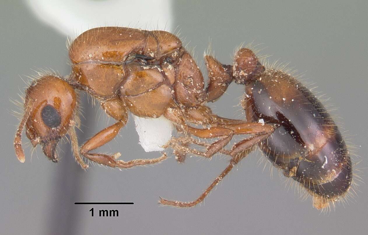 Image of Southern Fire Ant