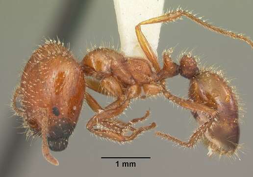 Image of Fire ant