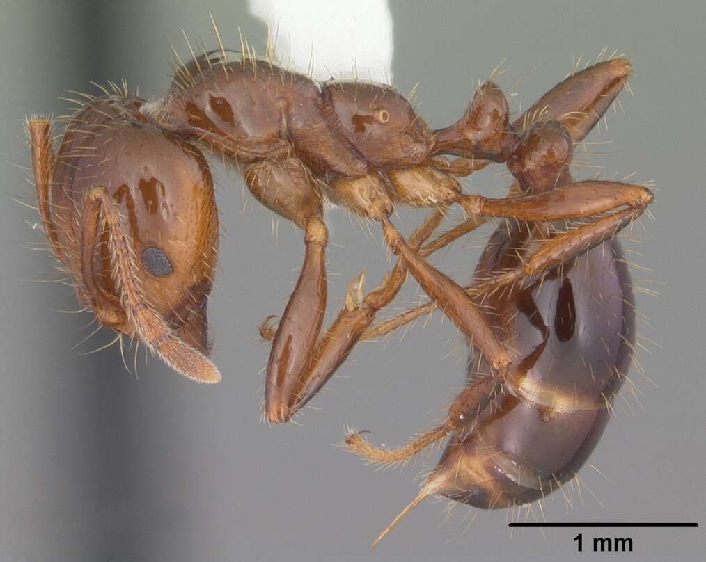 Image of Red imported fire ant