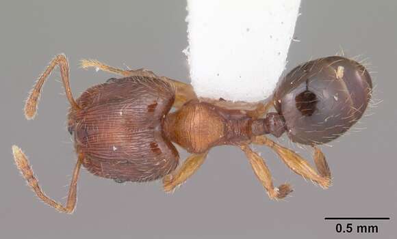 Image of Pheidole navigans