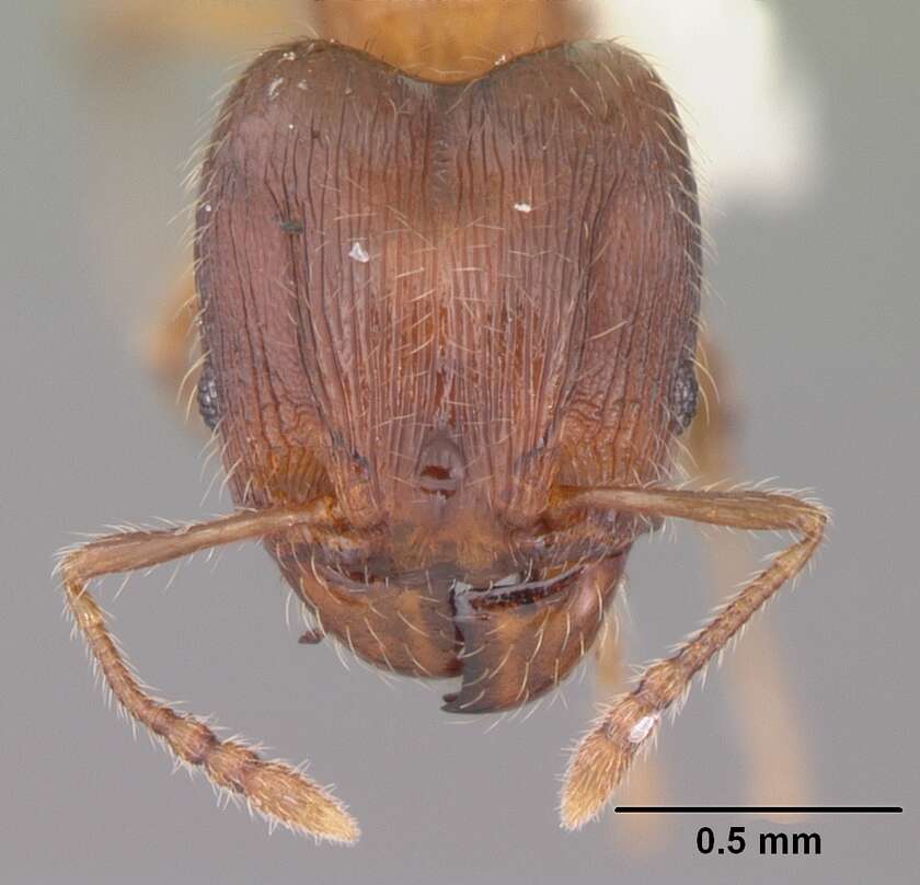 Image of Pheidole navigans