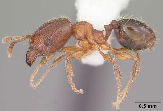 Image of Pheidole navigans