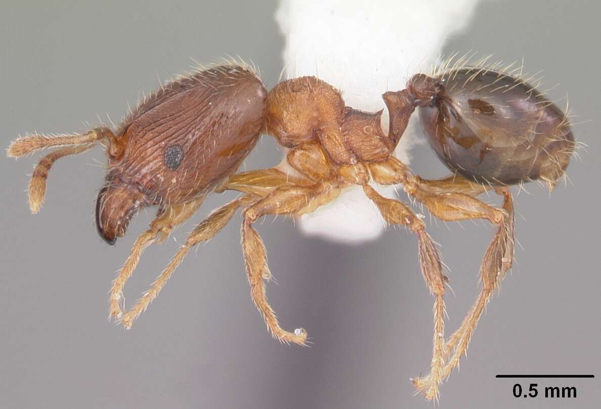 Image of Pheidole navigans