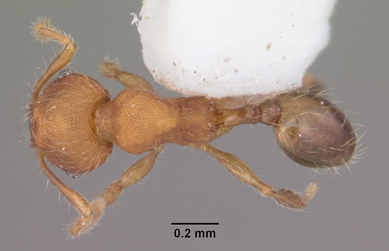 Image of Pheidole navigans