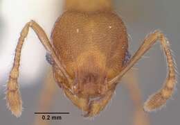 Image of Pheidole navigans