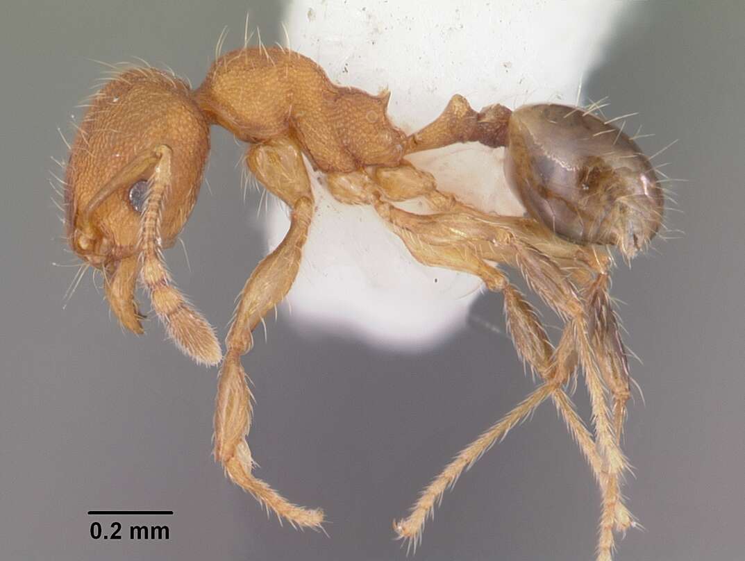 Image of Pheidole navigans