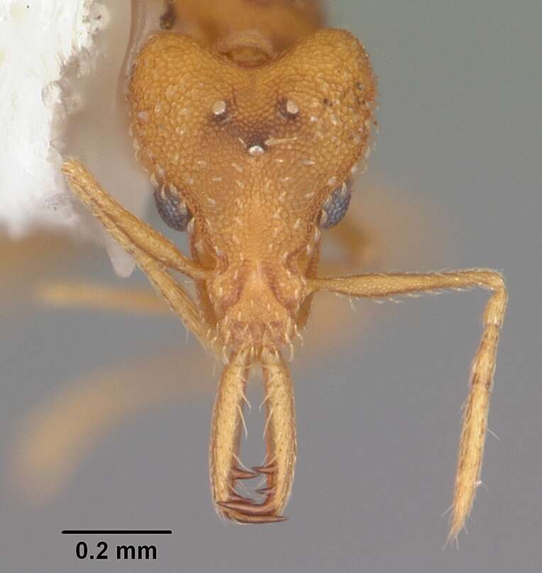 Image of Ant