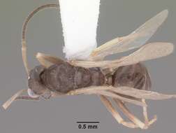 Image of Odorous House Ant