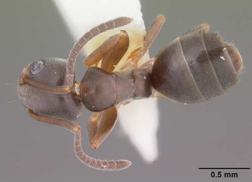 Image of Odorous House Ant