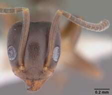 Image of Odorous House Ant