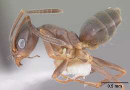 Image of Odorous House Ant