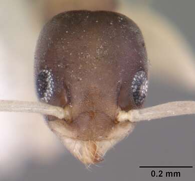 Image of Ant