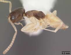 Image of Ant