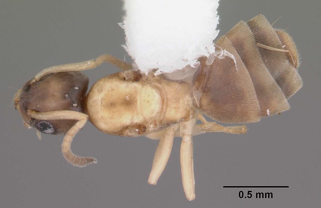 Image of Ant