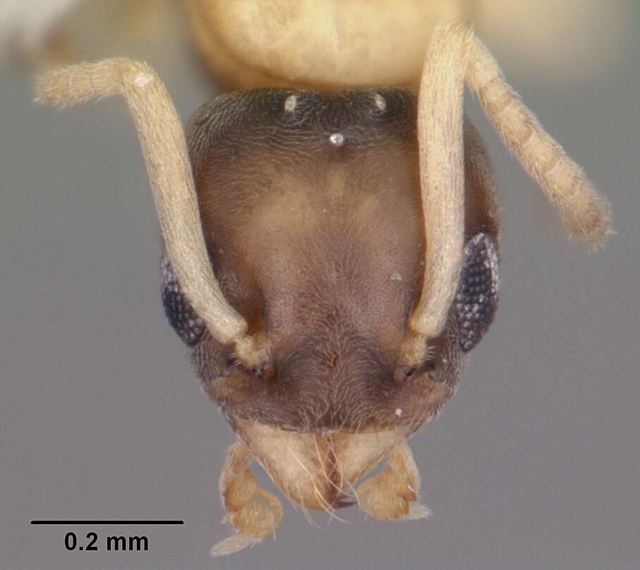 Image of Ant