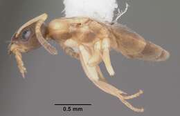 Image of Ant