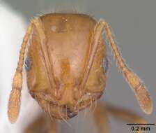 Image of Southern Fire Ant